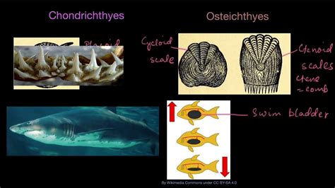 Chondrichthyes and Osteichthyes .
